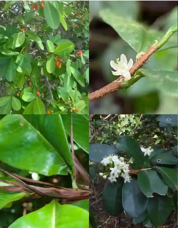 Erythroxylum