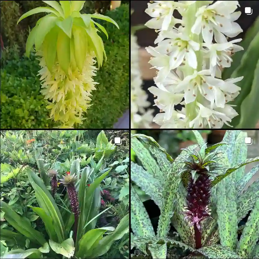 Eucomis