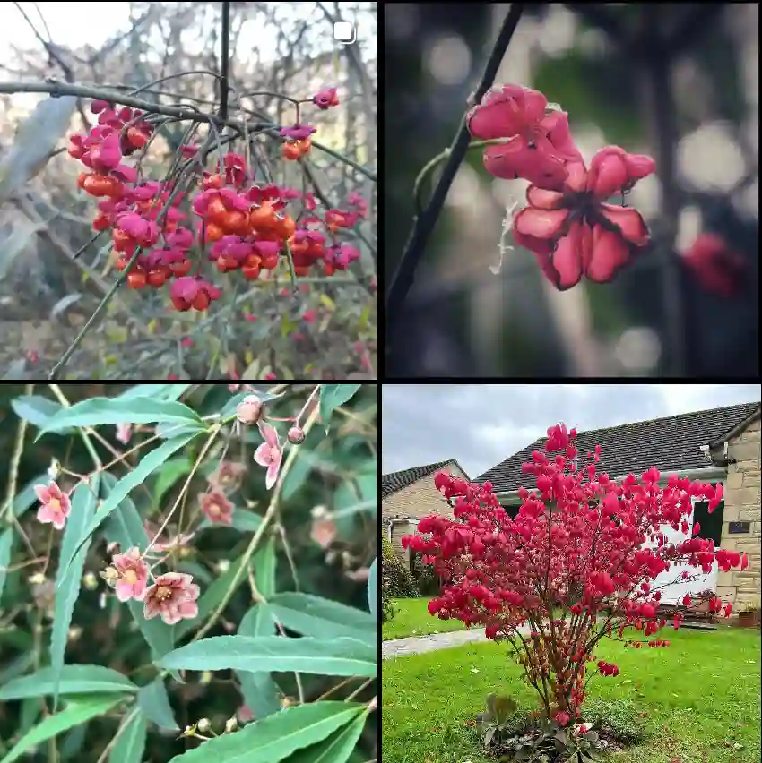 Euonymus