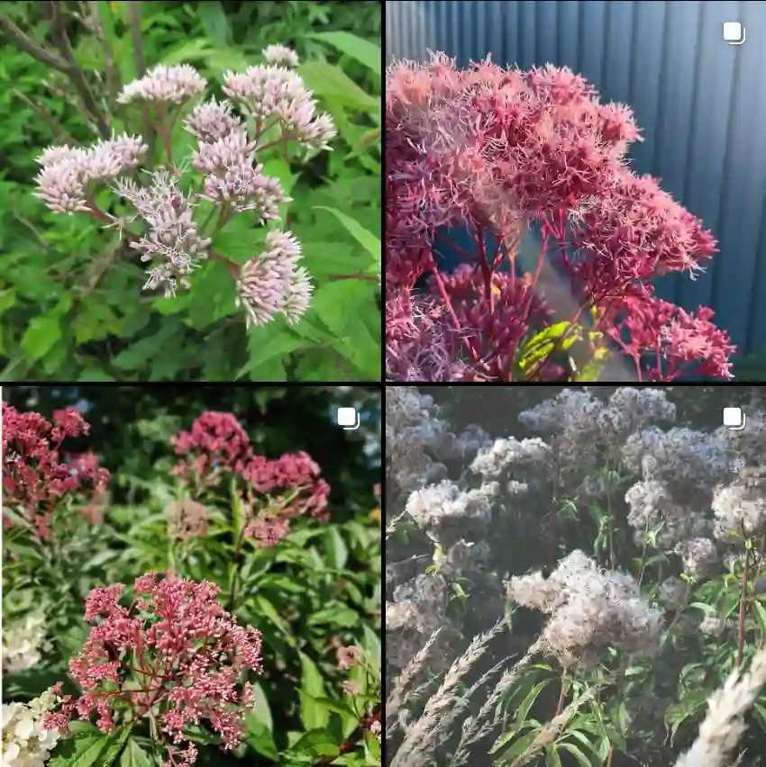 Eupatorium