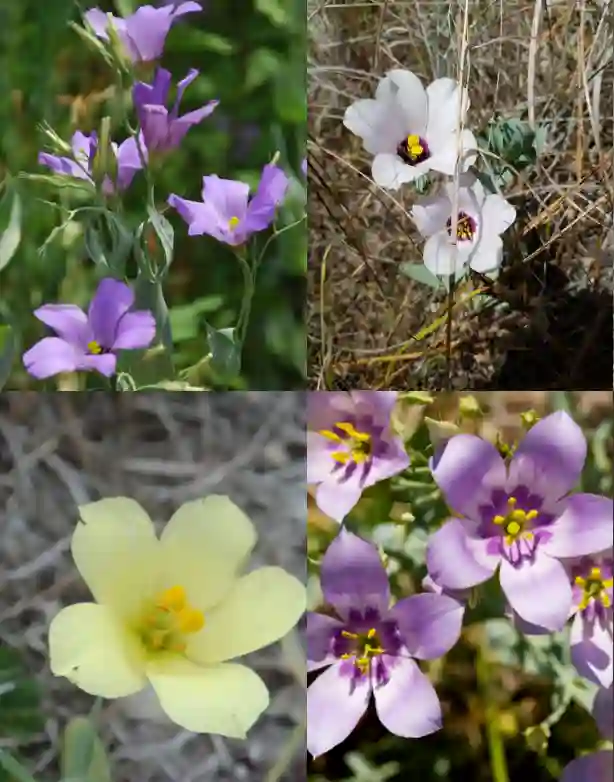 Eustoma