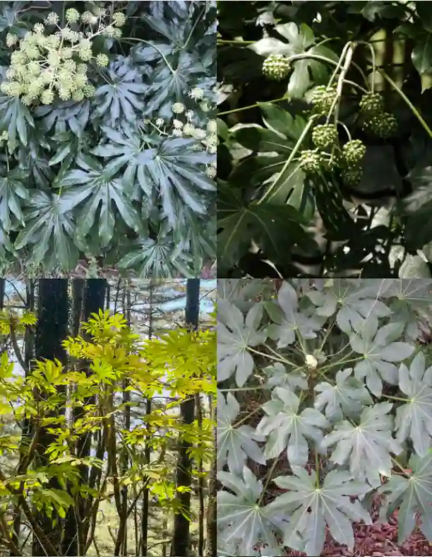 Fatsia