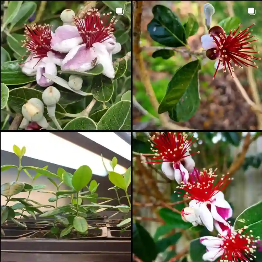 Feijoa