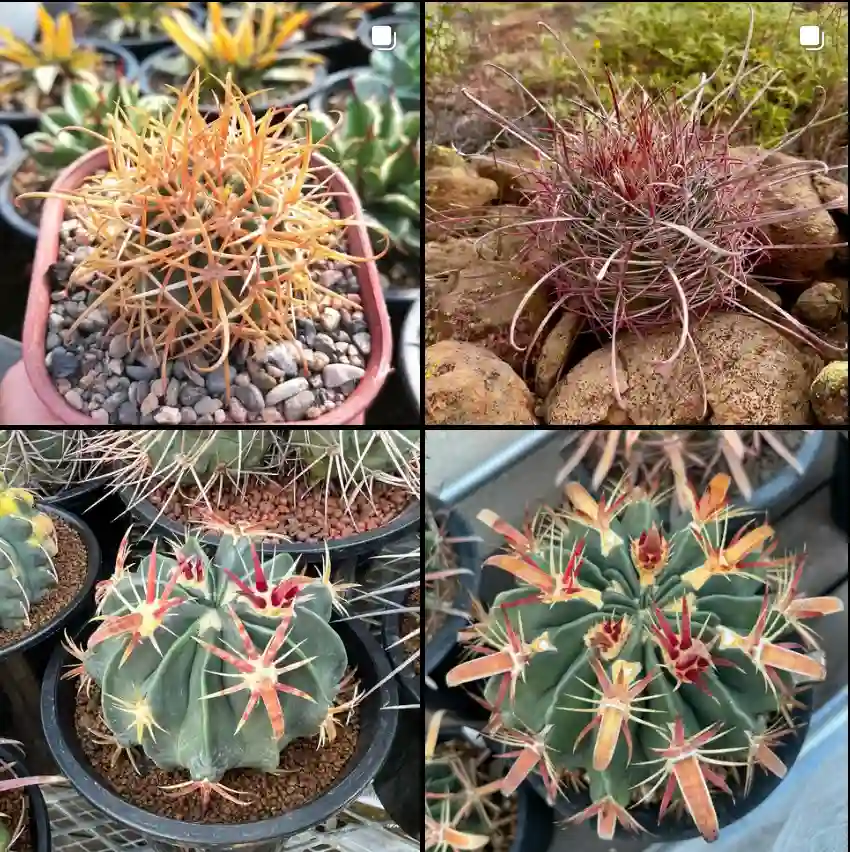 Ferocactus