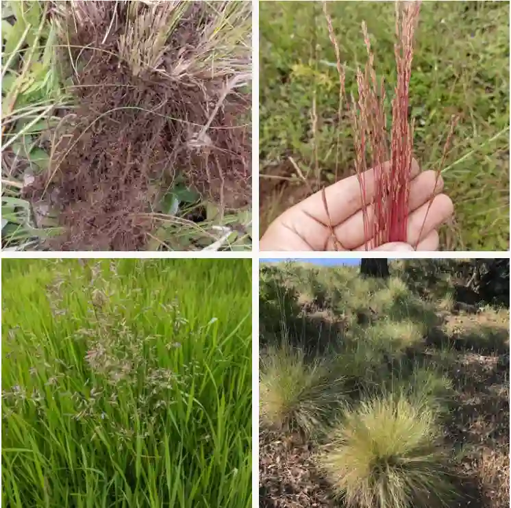 Festuca