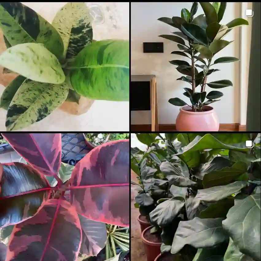 Ficus