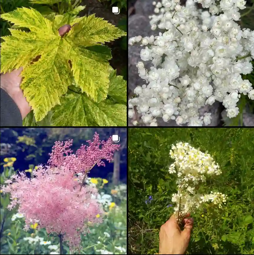 Filipendula