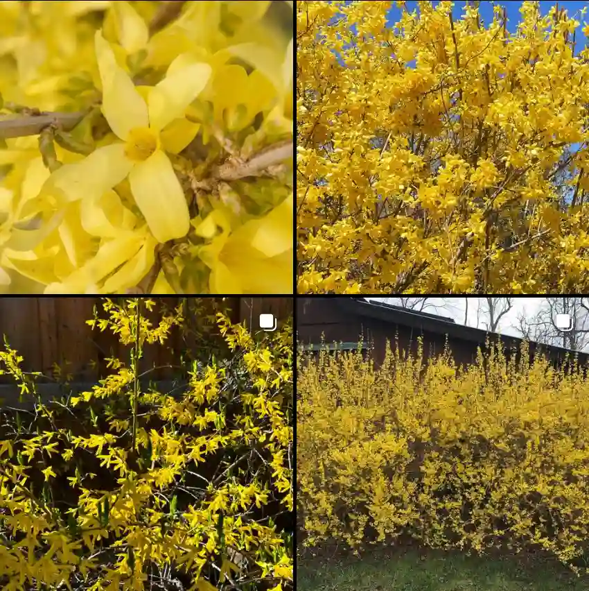 Forsythia