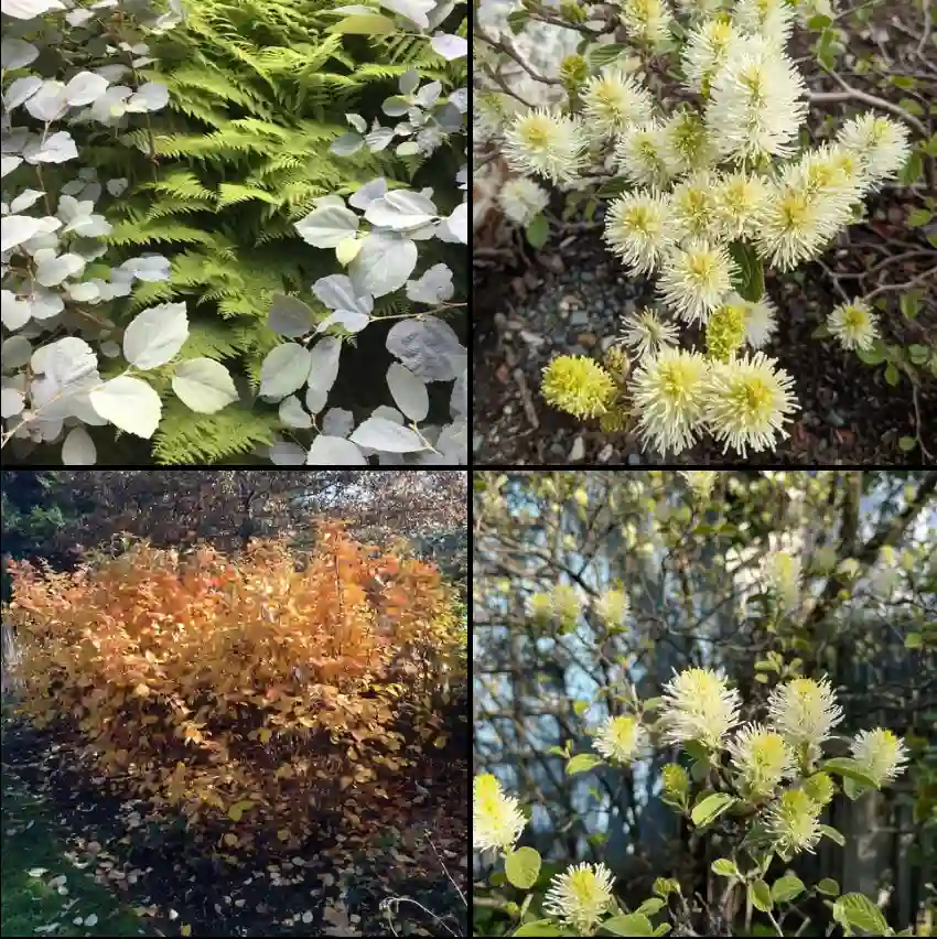 Fothergilla