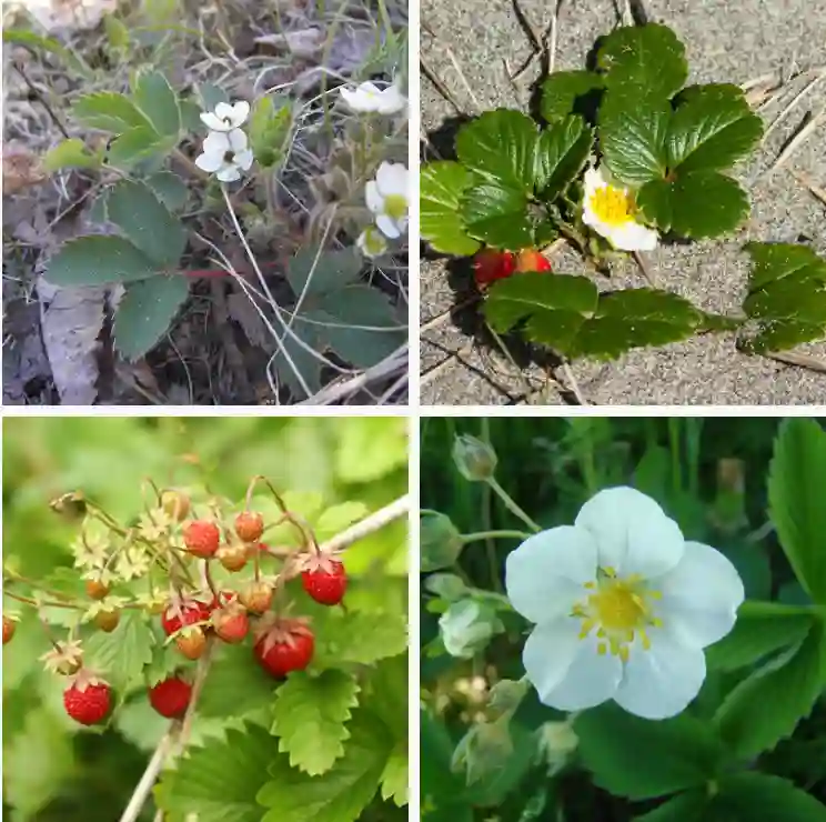 Fragaria