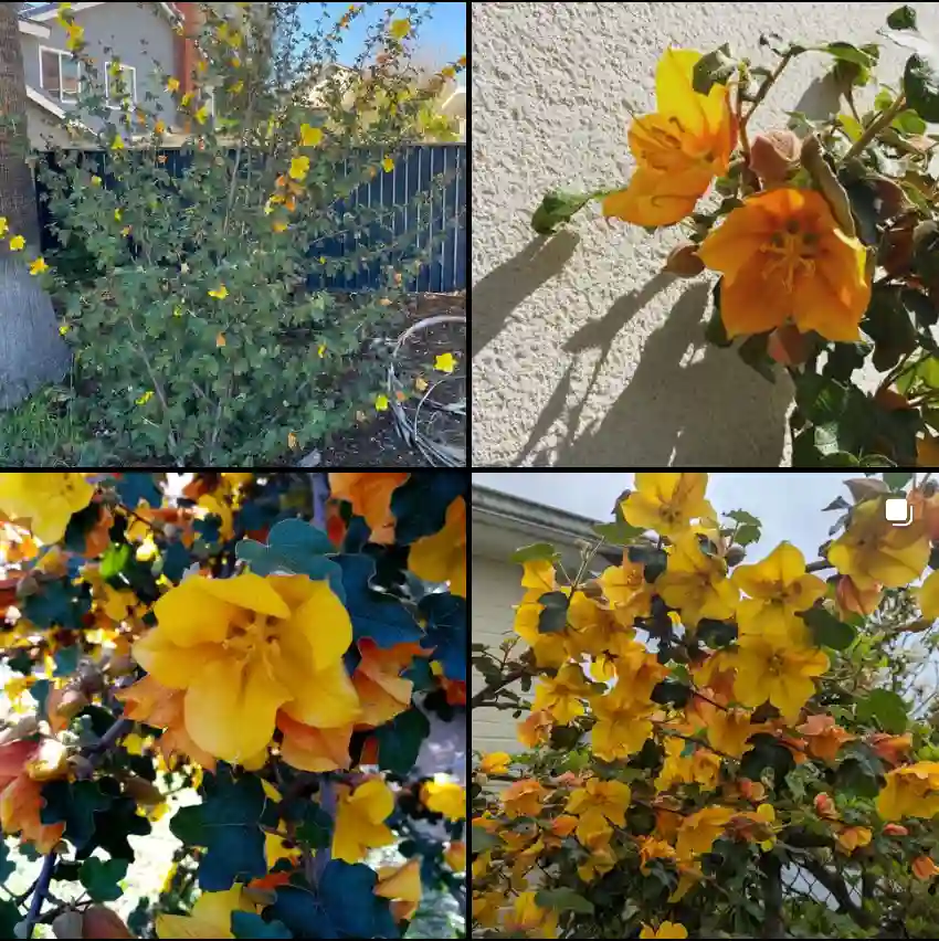 Fremontodendron