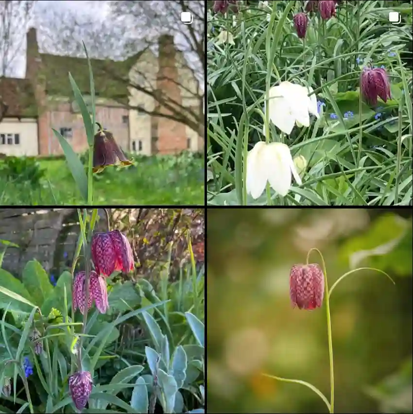 Fritillaria