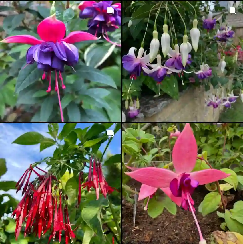 Fuchsia