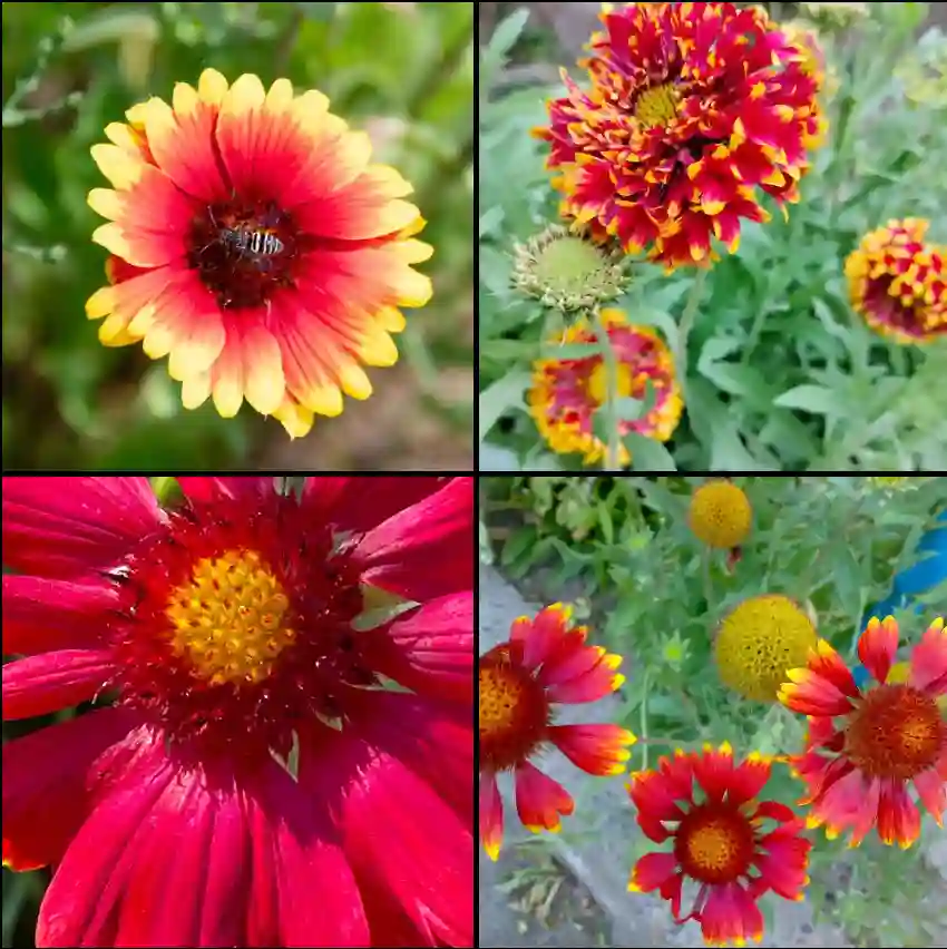 Gaillardia