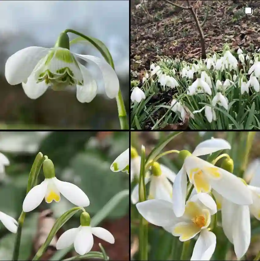 Galanthus