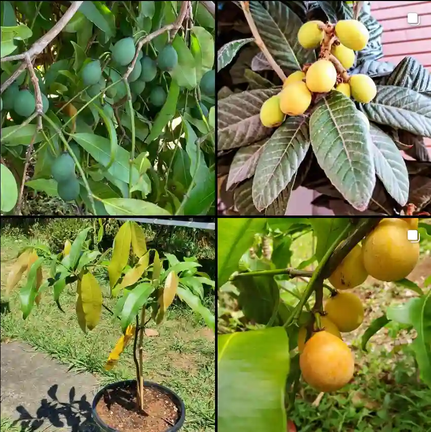 Garcinia