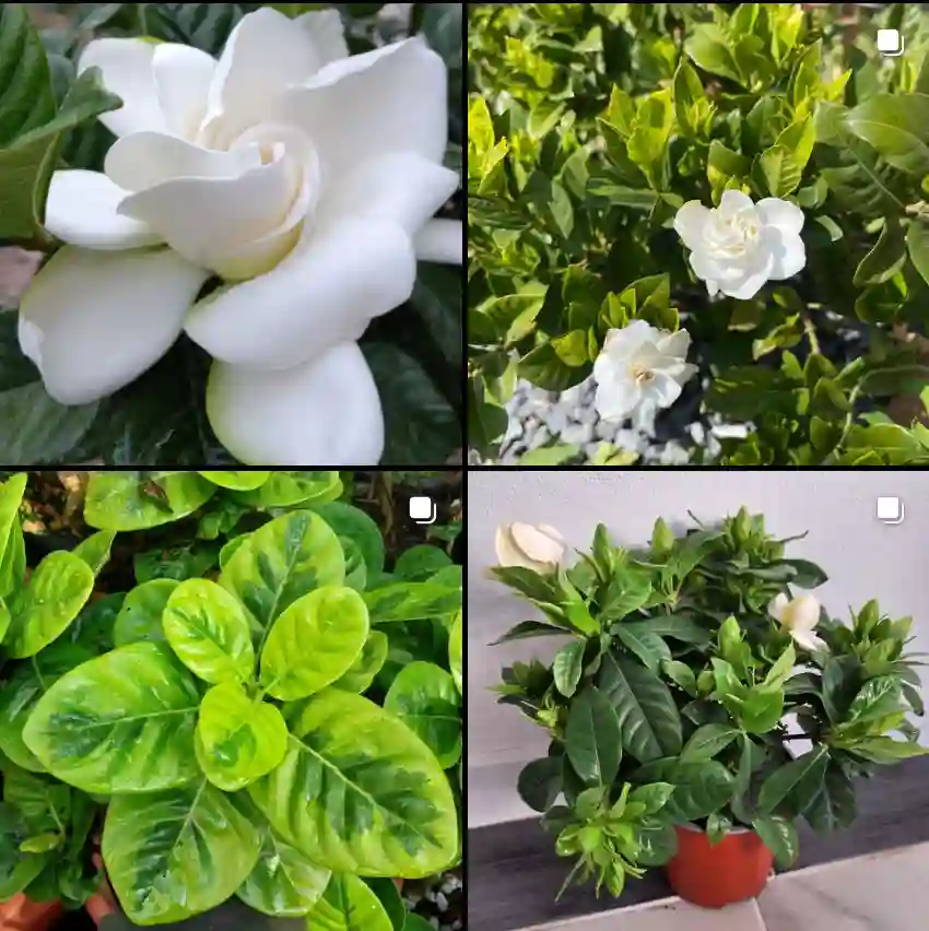 Gardenia