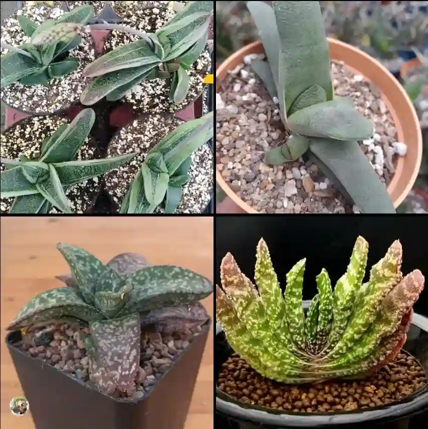 Gasteria