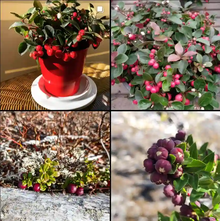 Gaultheria