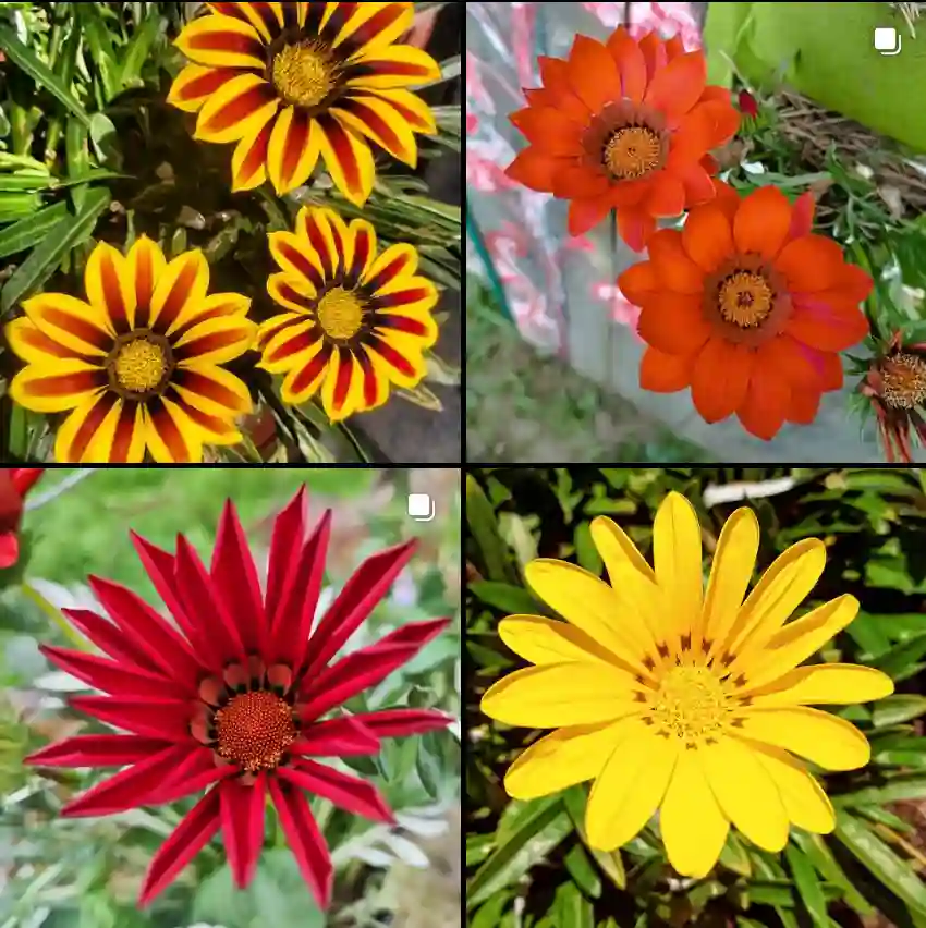 Gazania