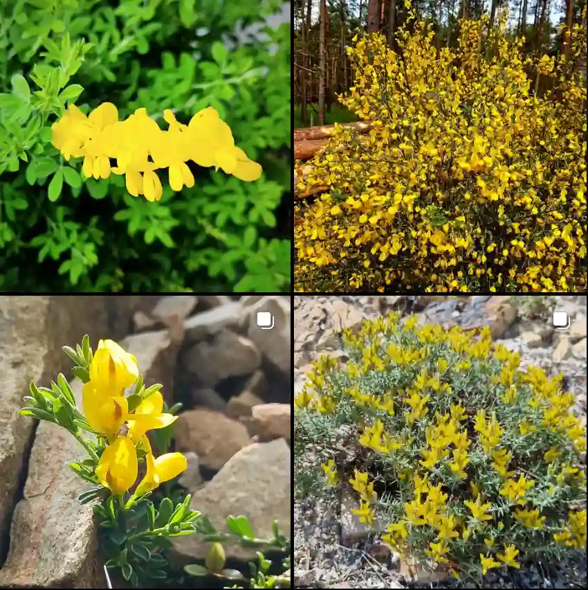 Genista