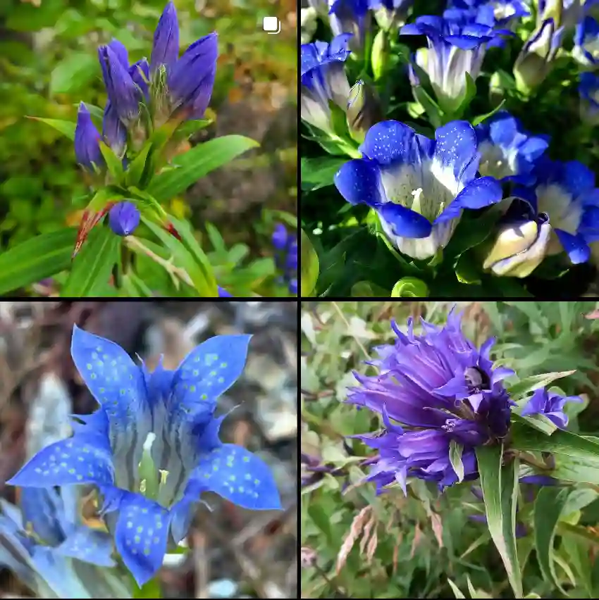 Gentiana