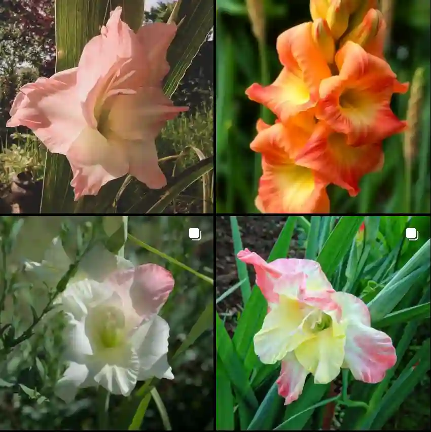 Gladiolus