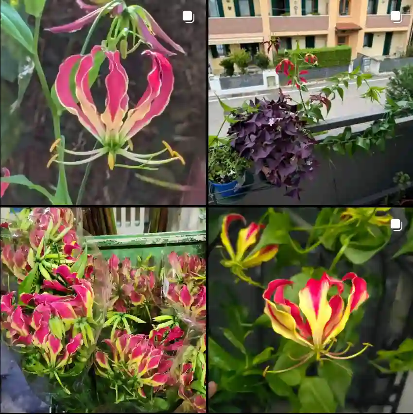 Gloriosa