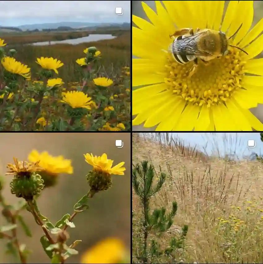 Grindelia