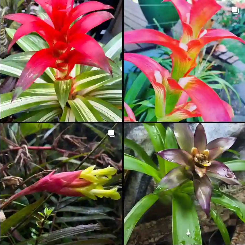 Guzmania