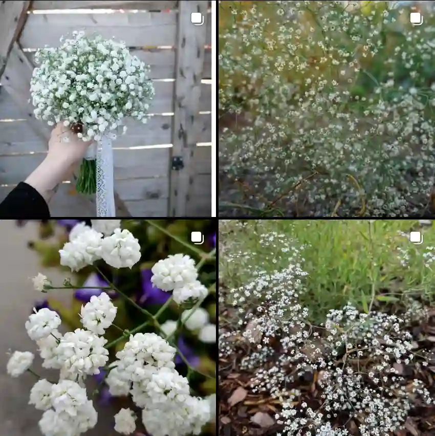 Gypsophila