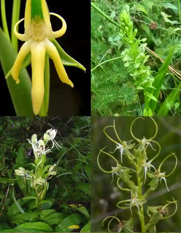 Habenaria