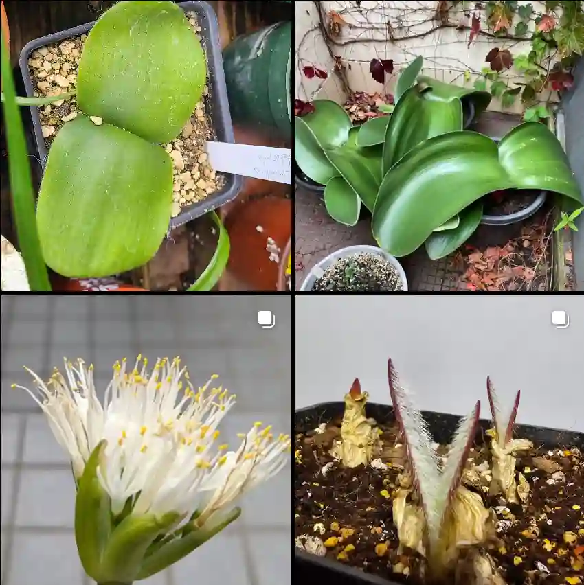 Haemanthus