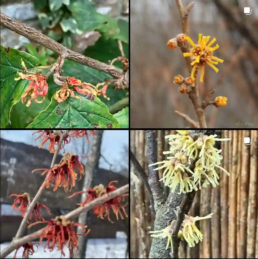 Hamamelis