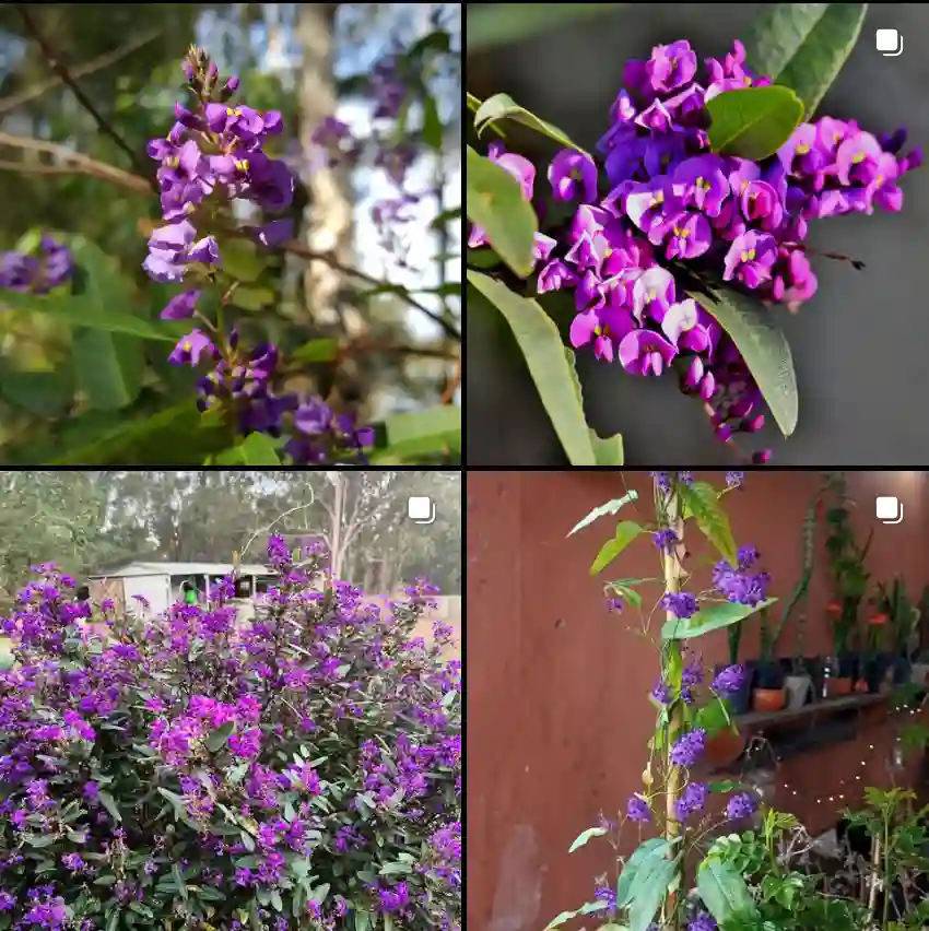 Hardenbergia