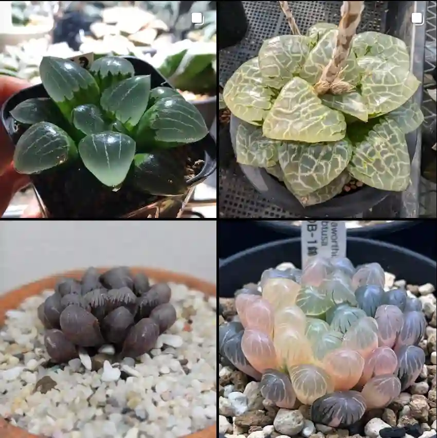 Haworthia