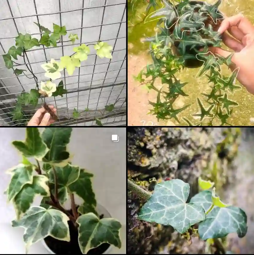 Hedera