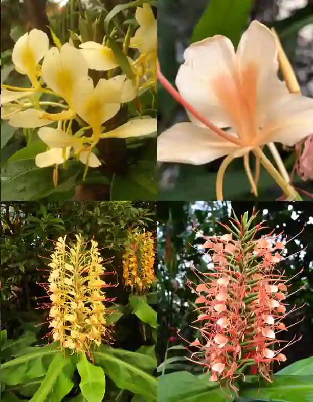 Hedychium