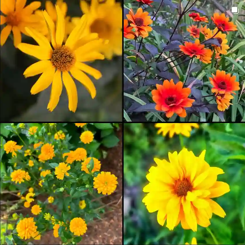 Heliopsis