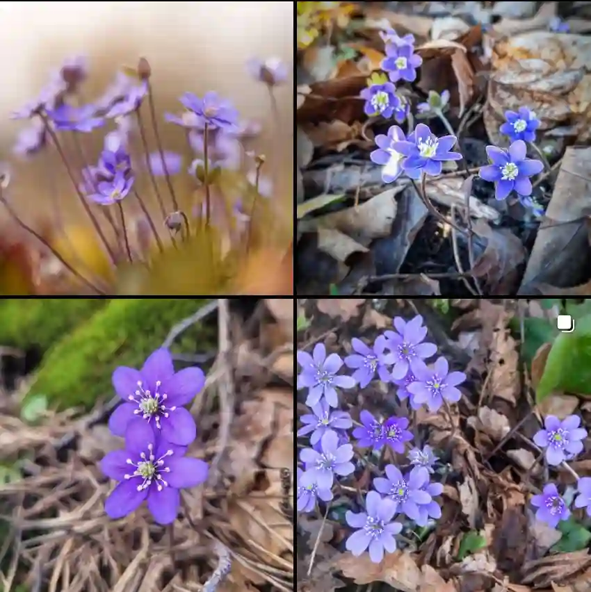 Hepatica