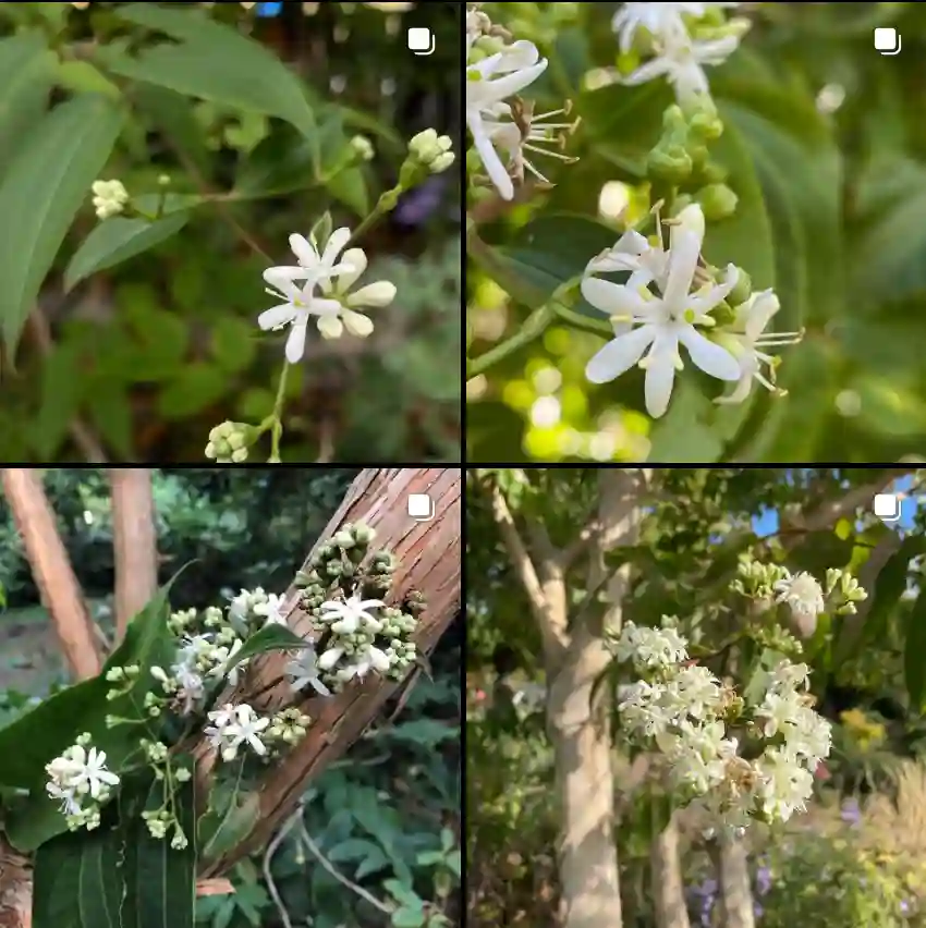 Heptacodium