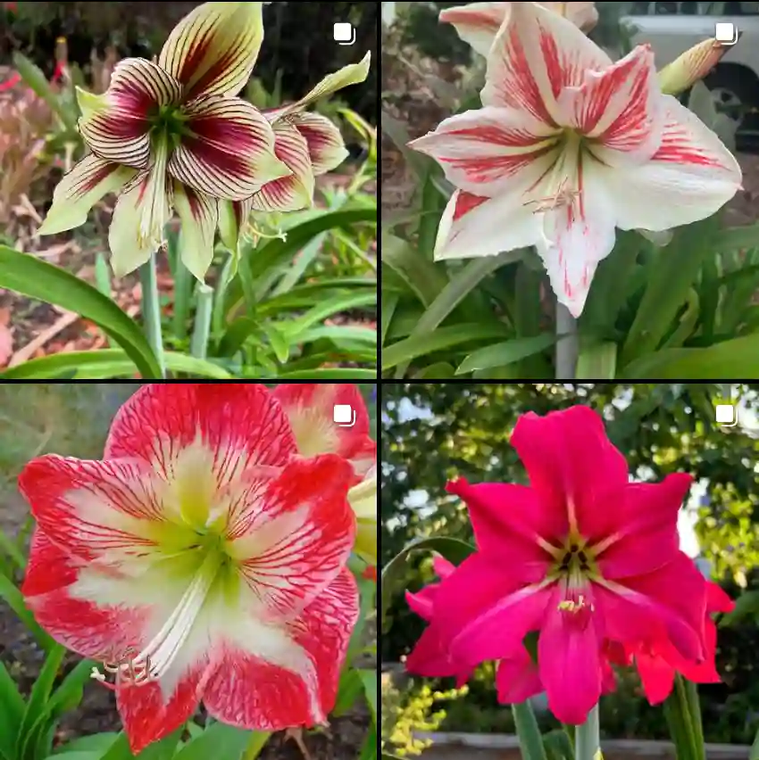 Hippeastrum