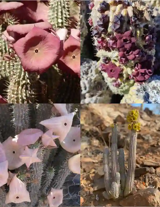 Hoodia