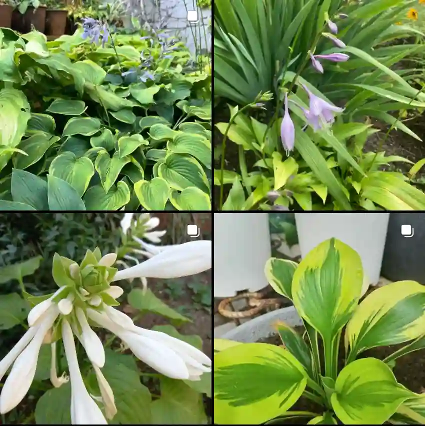 Hosta