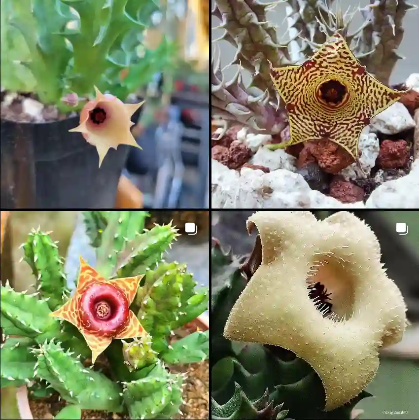 Huernia