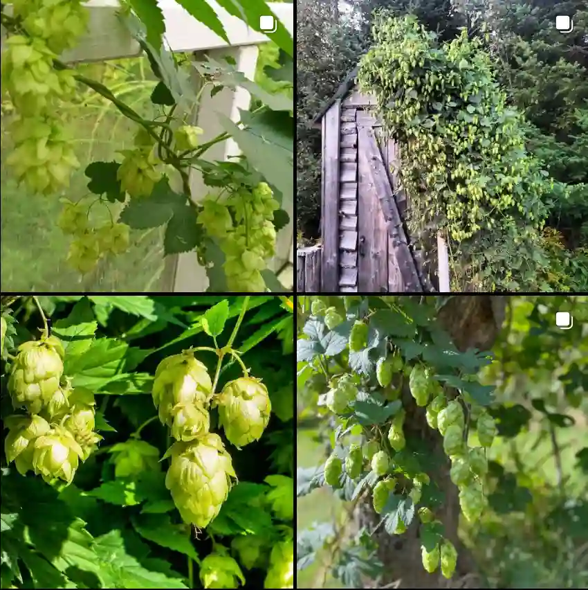 Humulus