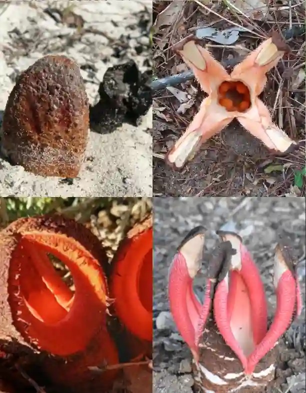 Hydnora