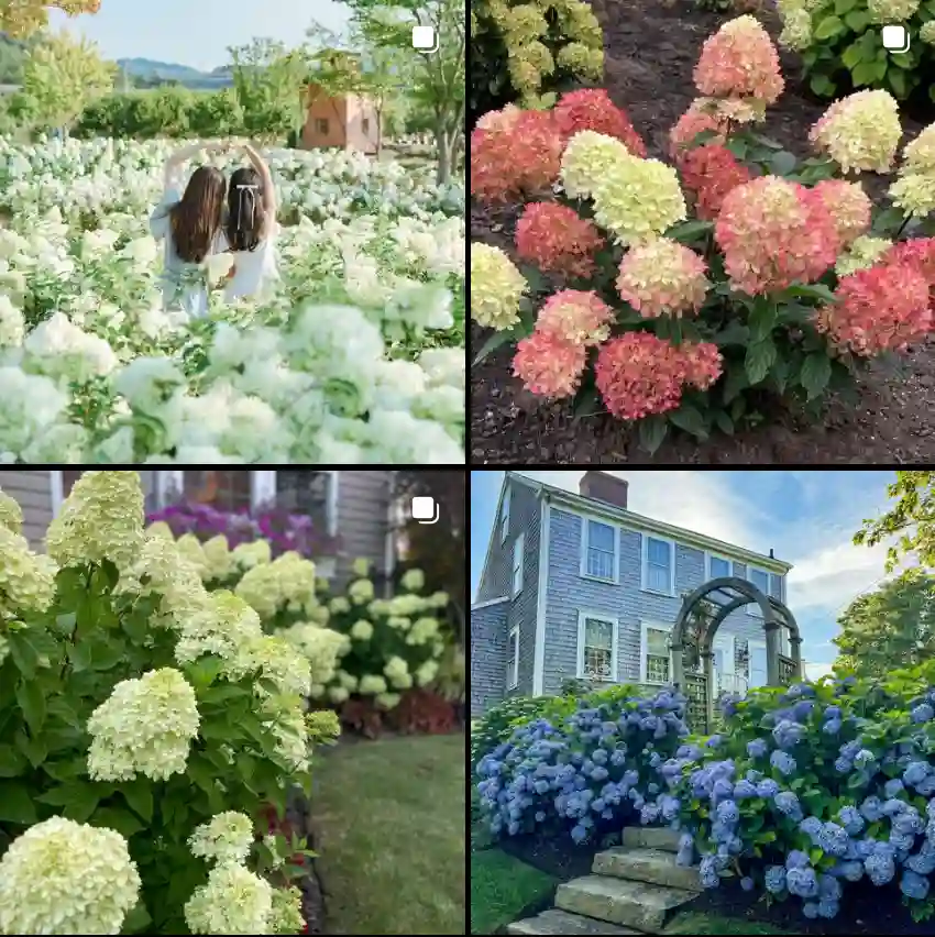 Hydrangea