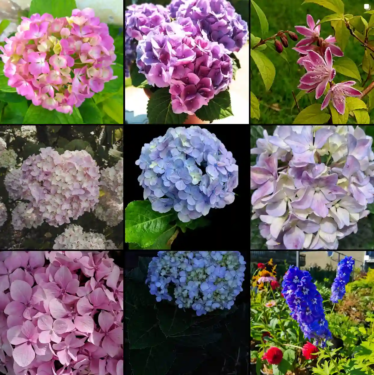 Plant Family: 9 Genera in Hydrangeaceae