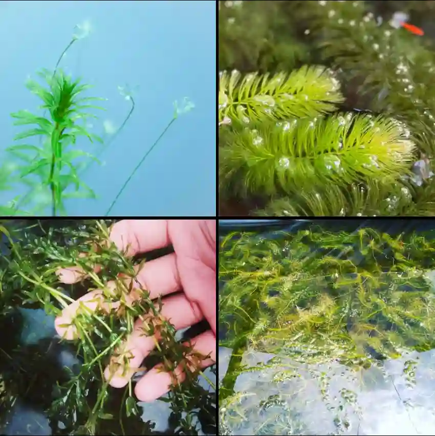 Hydrilla